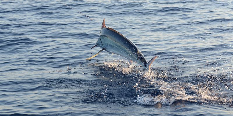 Hooked Marlin Hooked Marlin