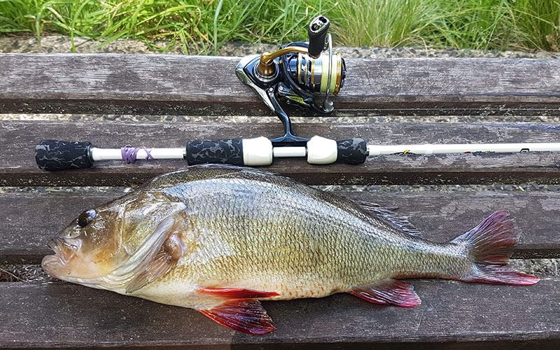 Redfin Perch Redfin Perch