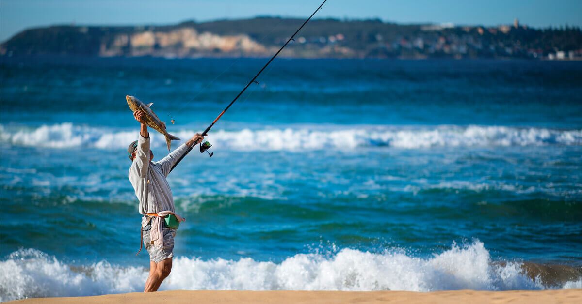Beach Australian Salmon Beach Australian Salmon