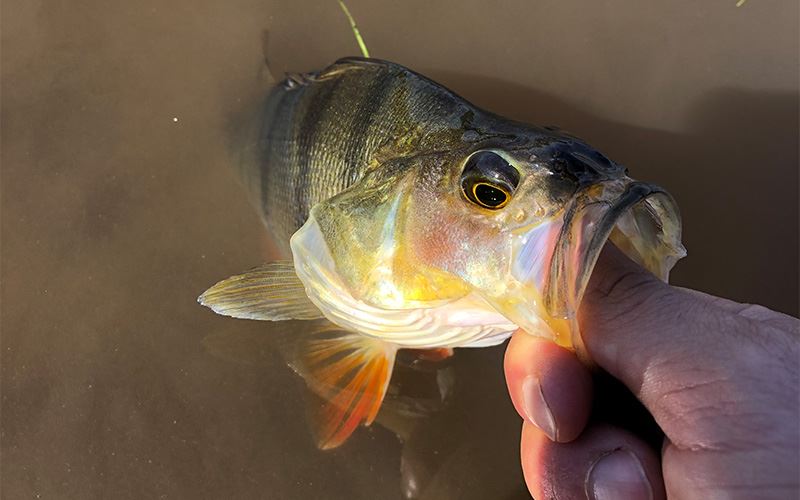 Redfin Perch Redfin Perch