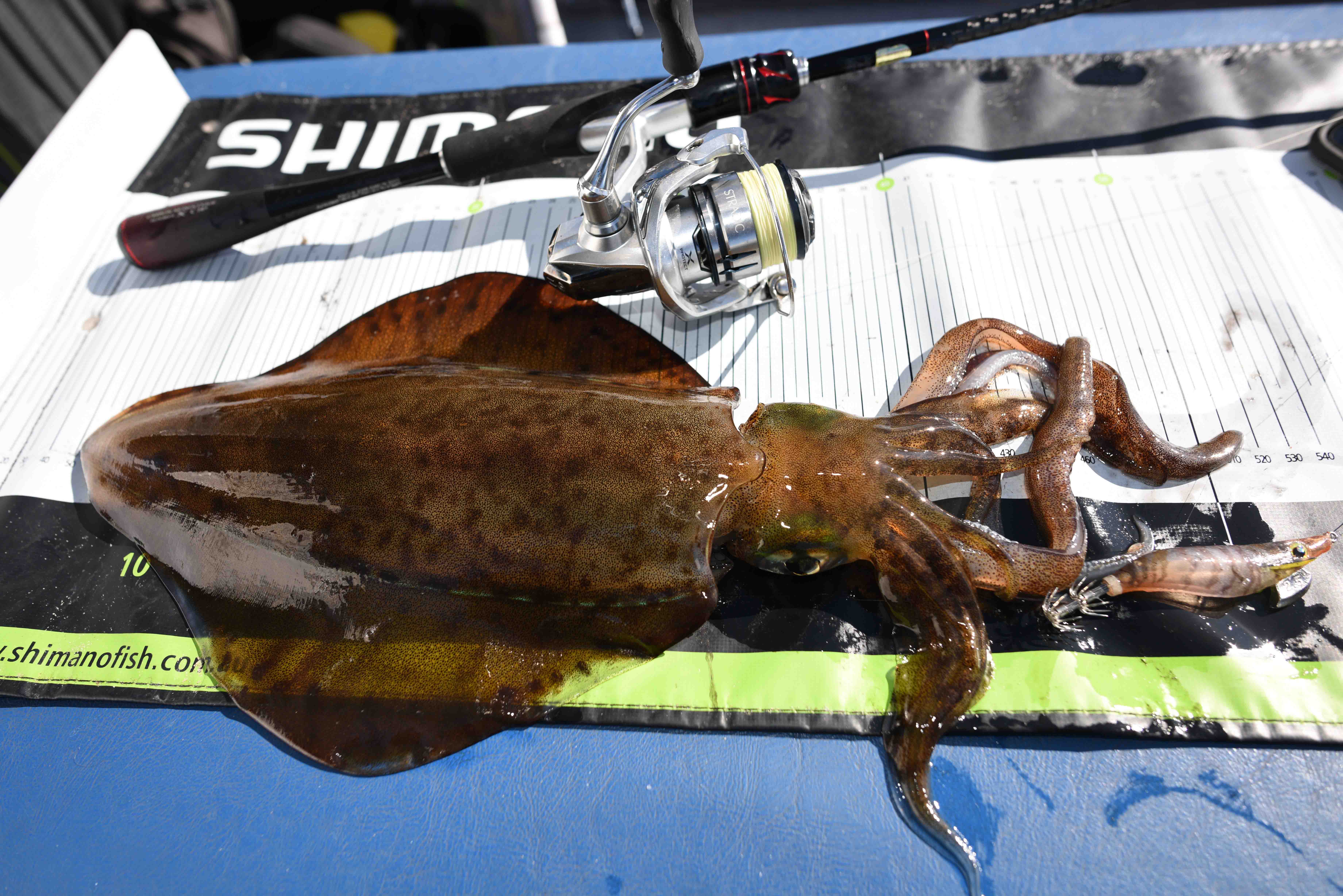 Shop | Shimano Stradic FL Spin Reel Shimano Stradic FL Spin Reel