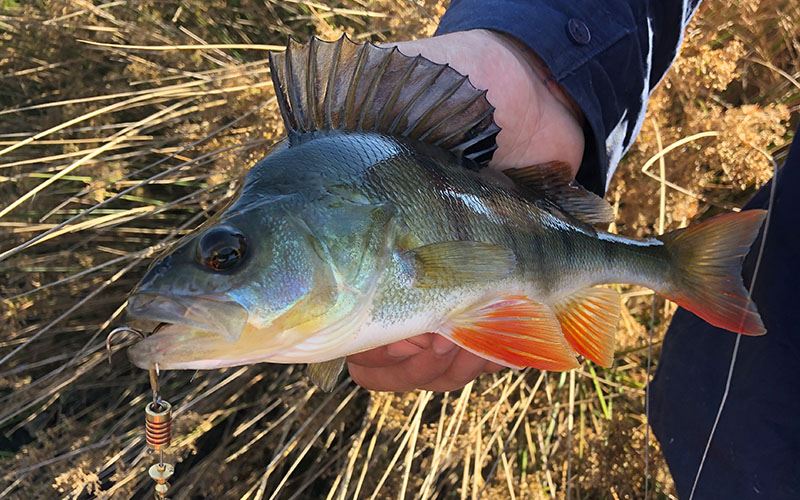 Redfin Perch Redfin Perch