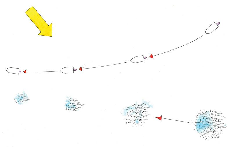 SURFACE FEEDING PELAGICS ILLUSTRATION SURFACE FEEDING PELAGICS ILLUSTRATION