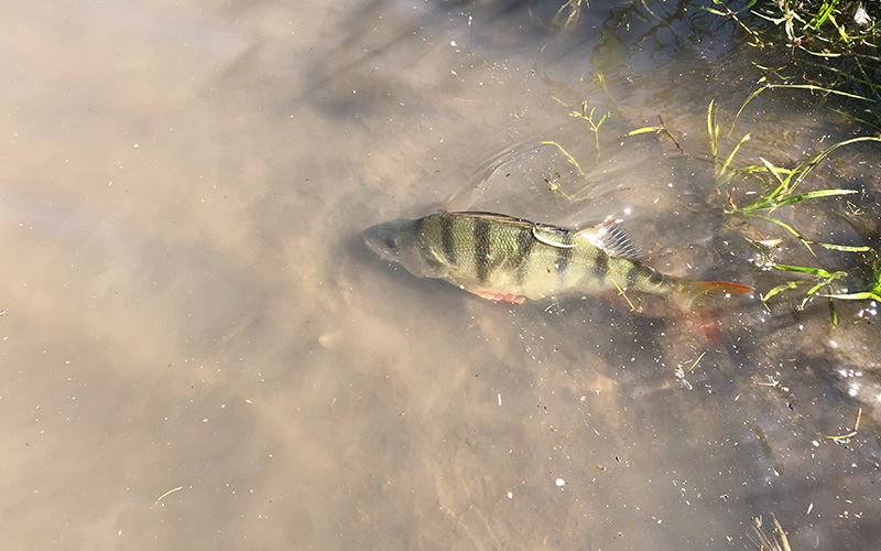 Redfin Perch Redfin Perch