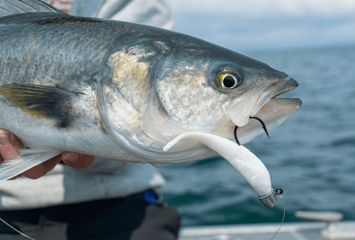 salmon soft plastic lures salmon soft plastic lures