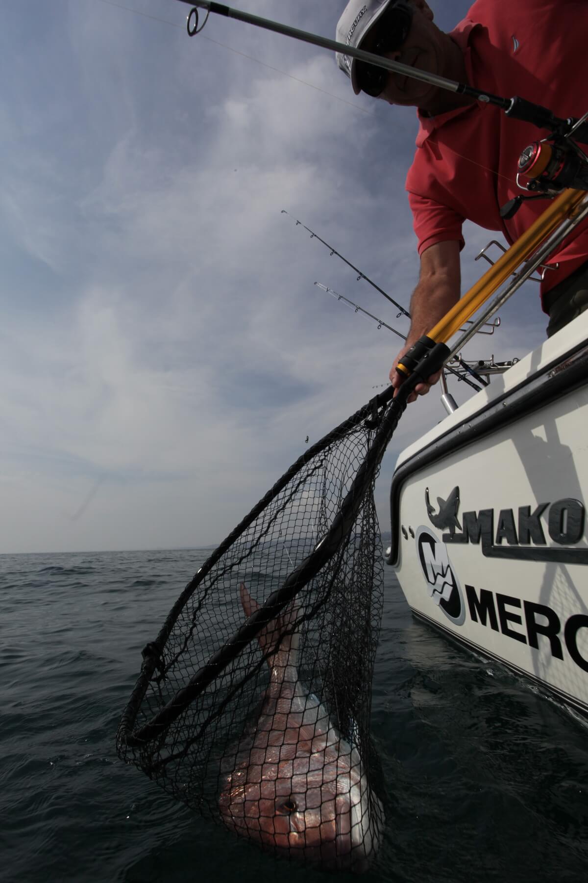 Live squid account for some huge snapper